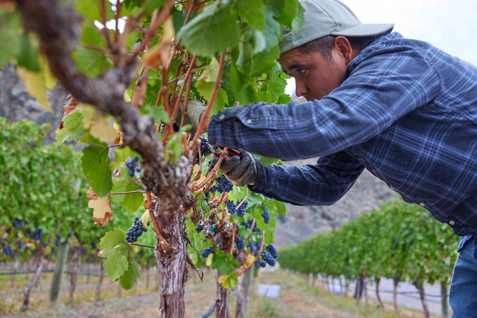 Person working in the vineyard at Corcelettes Winery