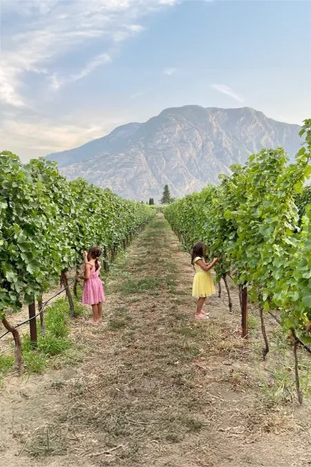 Kids picking grapes in the vineyard