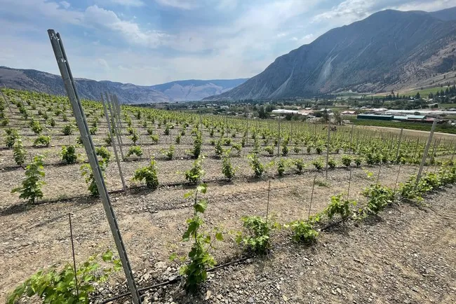 K-Vista Vineyard