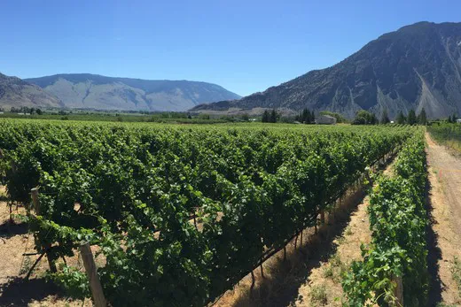 Middle Bench Vineyard