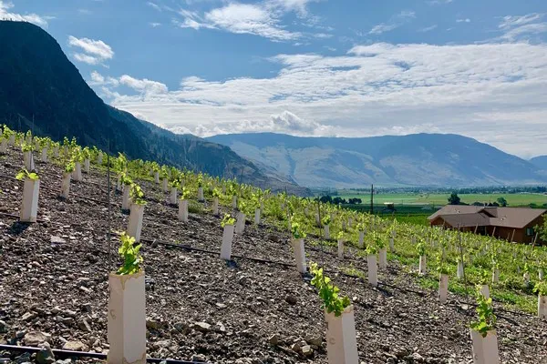 Sunshot Vineyard