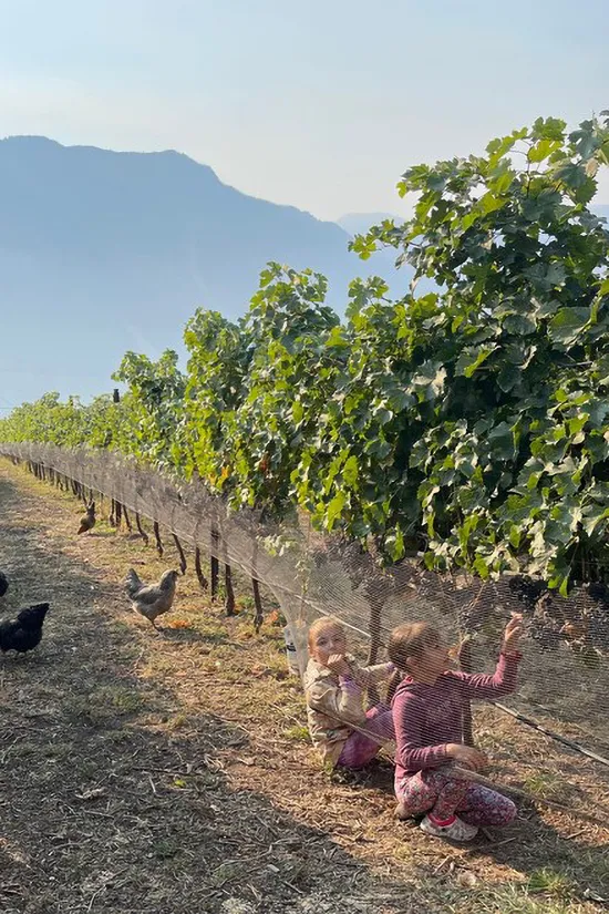 Kids in the vineyard
