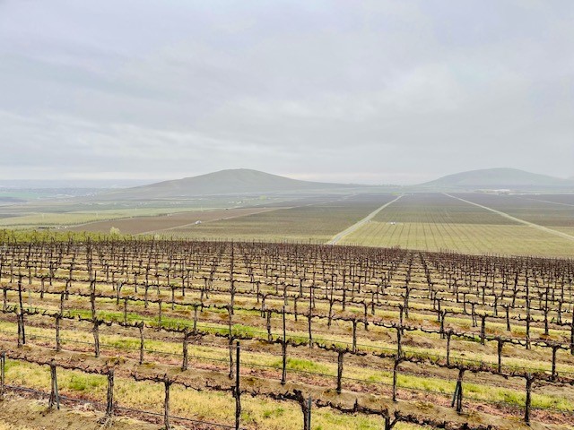 Vineyards in Washington