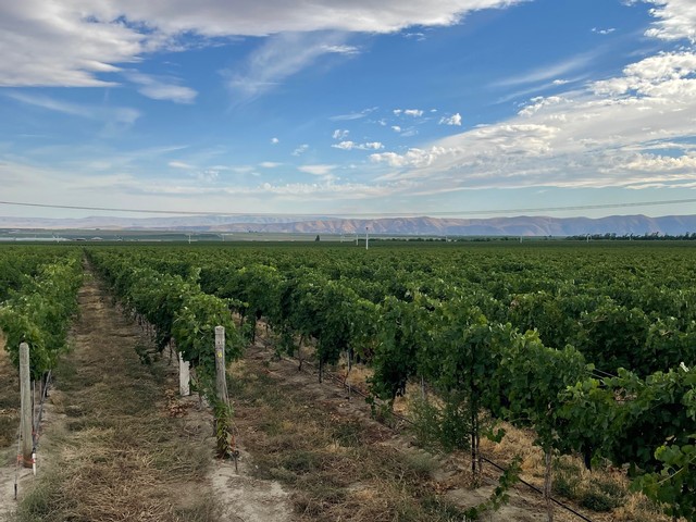 Vineyards in Washington